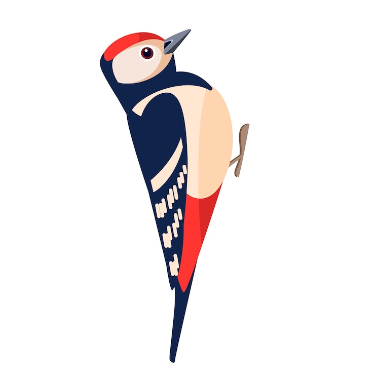 Vettore uccello del picchio design piatto del personaggio dei cartoni animati uccello colorato illustrazione vettoriale sfondo isolato