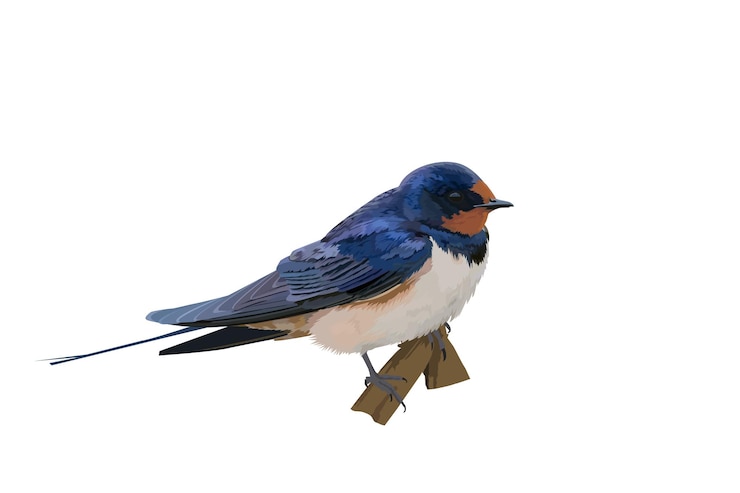 Vettore uccello illustrazione vettoriale di barn swallow hirundo rustica pesce persico sul piccolo ramo