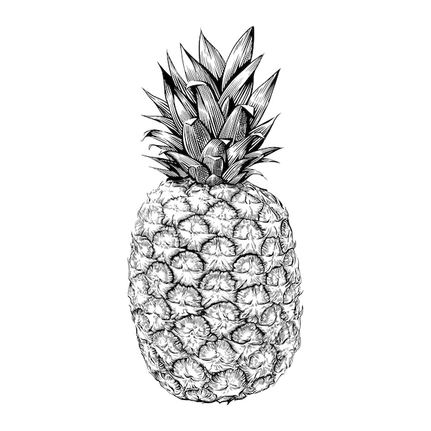 Un ananas. Illustrazione vettoriale disegnato a mano isolato su priorità bassa bianca.