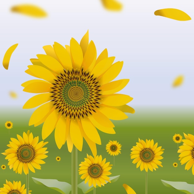 un campo di girasoli con un campo di fiori gialli