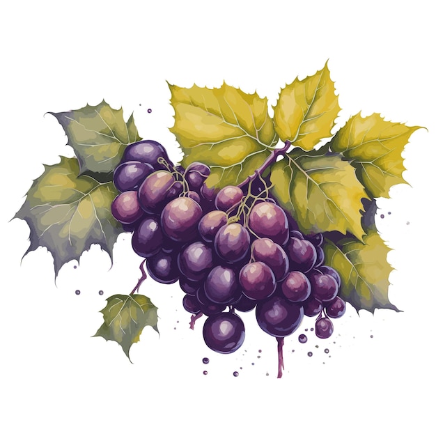 Un dipinto ad acquerello di uva con foglie e la parola uva su di esso.