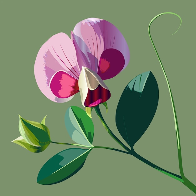 un dipinto di un fiore con la parola " peony " sopra