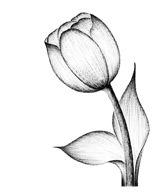 Un disegno a matita di un tulipano con sopra una foglia