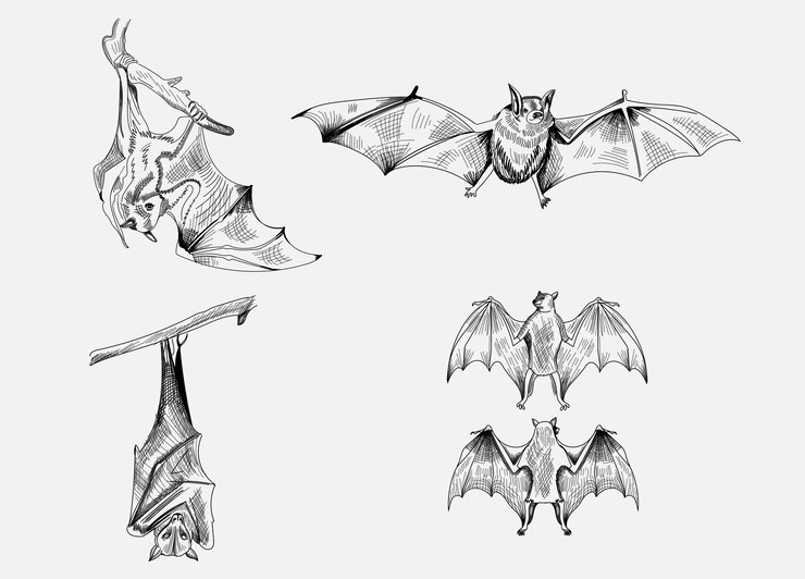 Un disegno di pipistrelli con sopra un pipistrello
