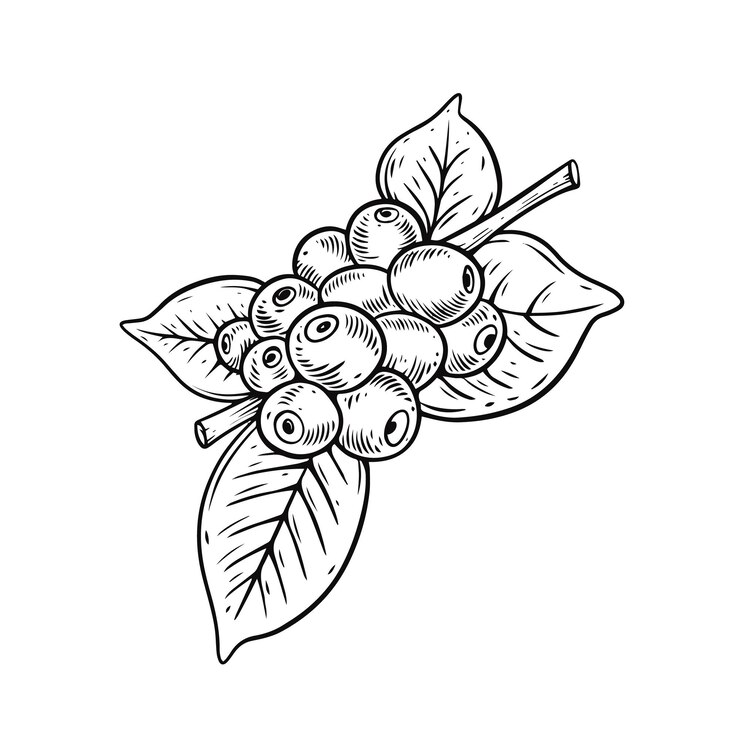 Vettore un disegno di un ramo di una pianta del caffè con le foglie e la parola caffè sopra.