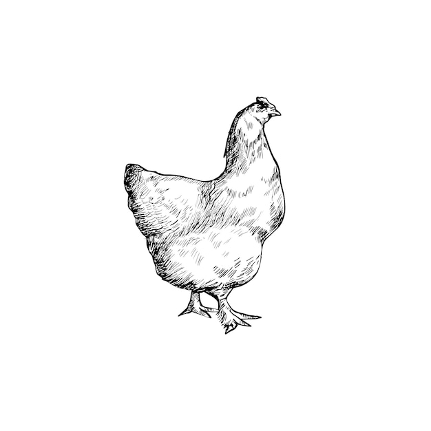 Un disegno di una gallina