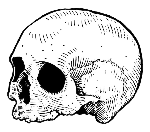 un disegno in bianco e nero di un cranio con un cranio su di esso