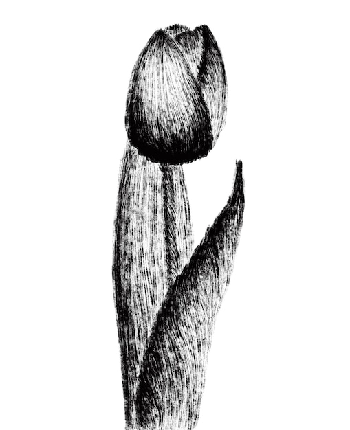 Un disegno in bianco e nero di un tulipano con sopra il titolo tulipani.