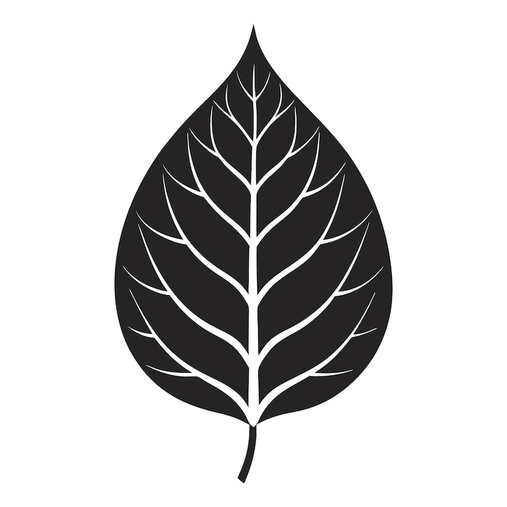 Vettore un disegno in bianco e nero di una foglia con la parola foglia su di essa