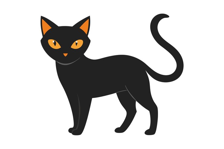un gatto nero con un collare che dice gatto
