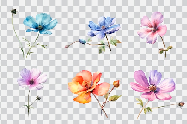 Un insieme di fiori colorati su uno sfondo trasparente.