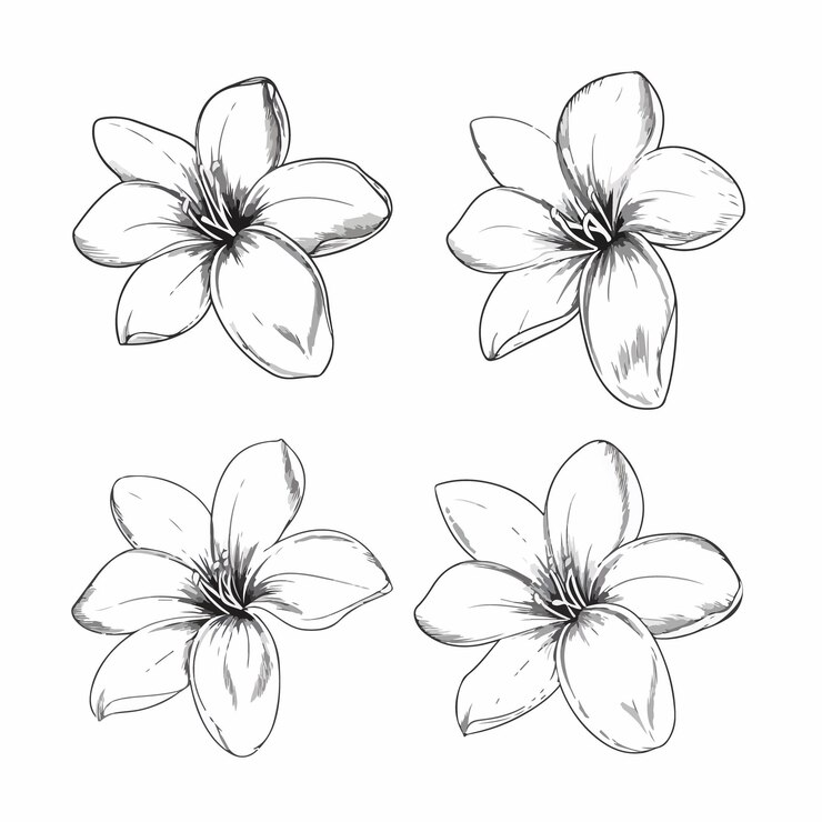 Vettore un pacchetto di grafica vettoriale plumeria progettata professionalmente
