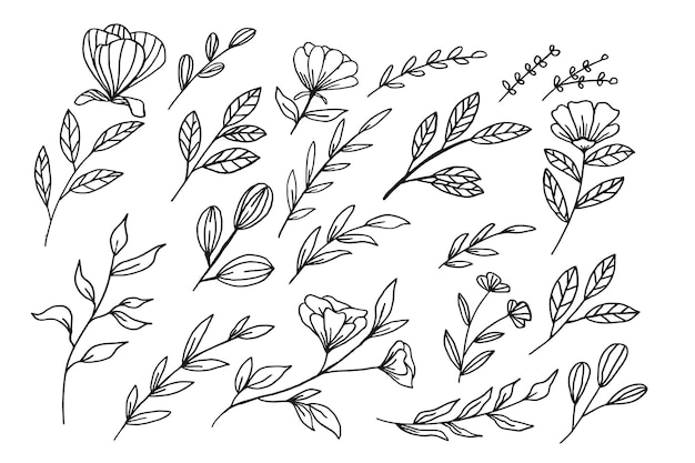 Una collezione di fiori e foglie disegnati a mano