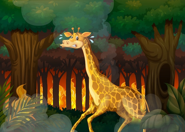 Una giraffa che fugge dalla foresta wildfire