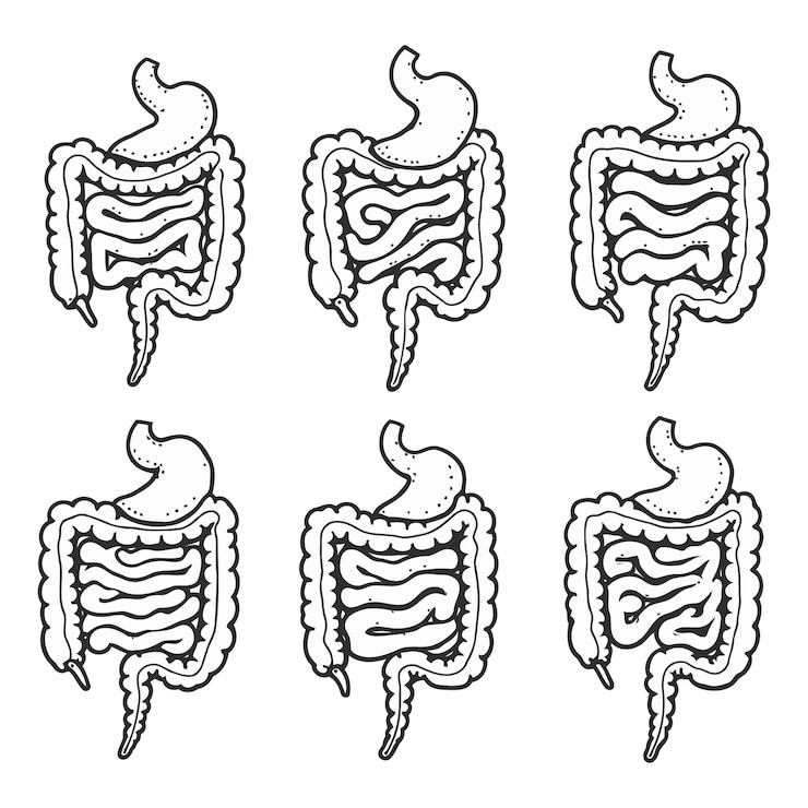 Vettore una serie di illustrazioni vettoriali in stile incisione anatomico dell'intestino umano e della silhouette dello stomaco