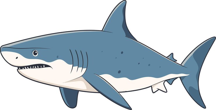 Vettore uno squalo con un naso bianco è mostrato in un'illustrazione di uno squalo