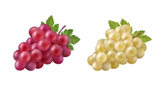 Uva per bevande a base di vino bianco e rosso