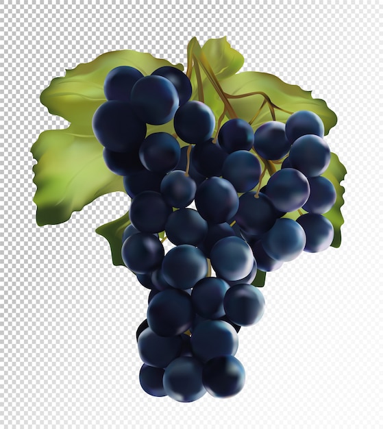 Uve fresche di colore blu scuro