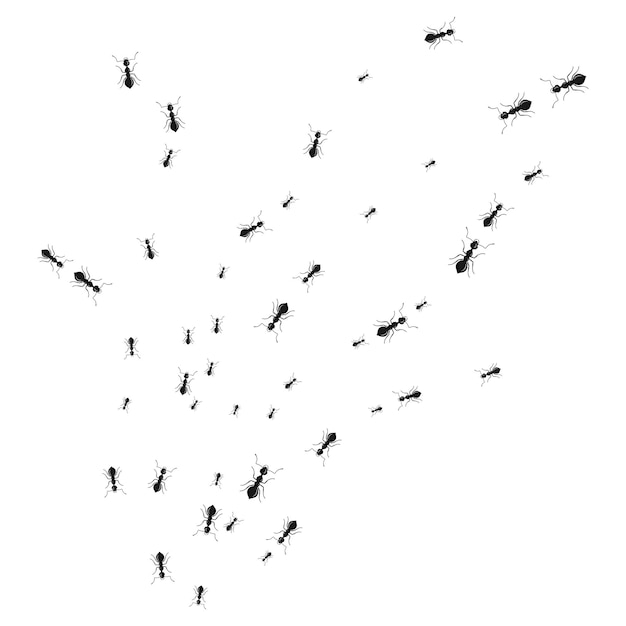 Varie dimensioni formiche sentiero a piedi direzioni diverse isolate su uno sfondo bianco. Una fila di colonne di formiche in marcia. Progettare elementi di natura piatta. Illustrazione vettoriale.