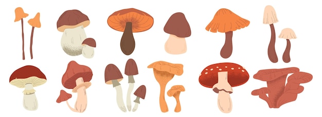 Varie illustrazione vettoriale di un fungo Una clipart disegnata a mano su uno sfondo bianco isolato Fungo foresta commestibile Stile grafico cartone animato Elemento carino per il tuo design