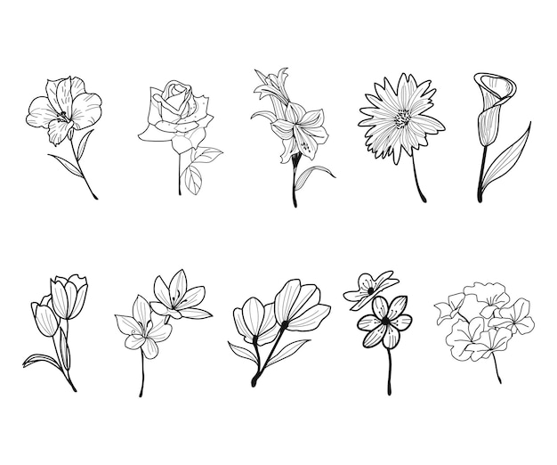 Varie illustrazioni floreali disegnate a mano al tratto