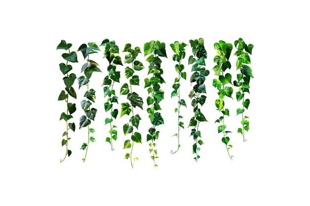 Varietà di vigne di edera verde lussureggiante isolate su disegno illustrativo di White Vector