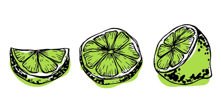 Vettore vector lime clipart set di agrumi disegnato a mano illustrazione di frutta per la decorazione di web design stampato
