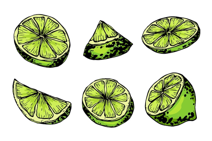 Vettore vector lime clipart set di agrumi disegnato a mano illustrazione di frutta per la decorazione di web design stampato
