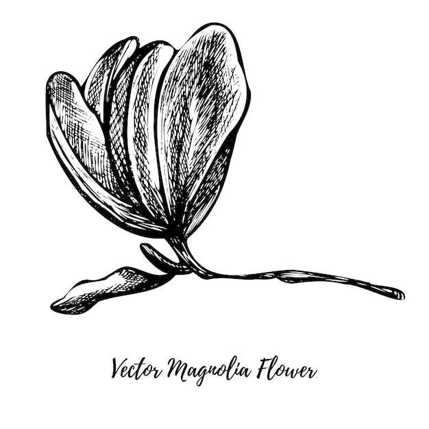 Vector line art fiore di magnolia disegnato a mano con inchiostro isolato su sfondo bianco