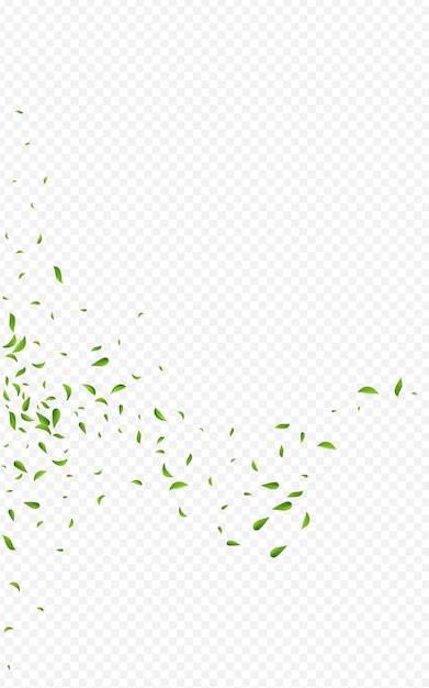 Verde Lime Sfondo Trasparente Vettore Fresco