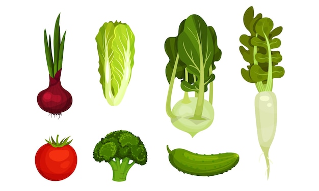 Verdure fresche isolate su un set di vettori a sfondo bianco