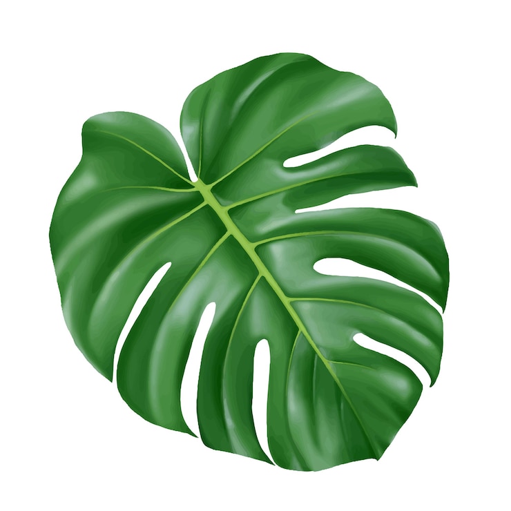 Vernice tropicale verde foglia di monstera