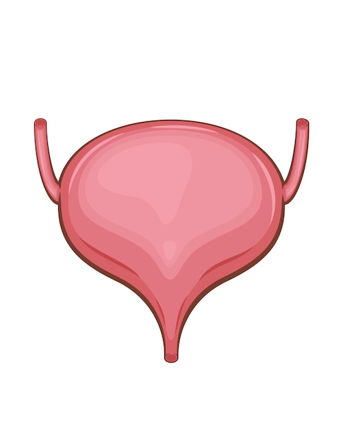 Vescica urinaria isolata Organo interno umano Illustrazione anatomica Scienza medicina biologia