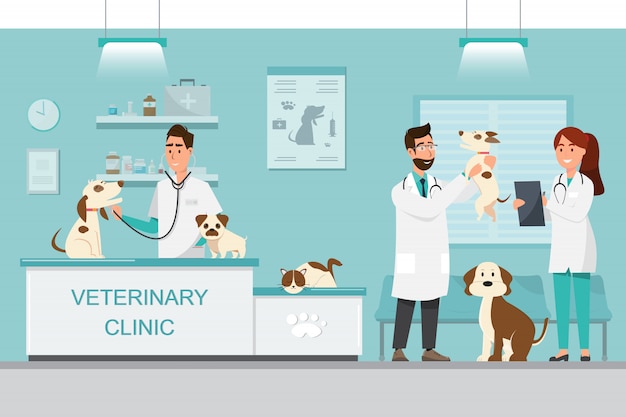 Veterinario e medico con il cane e il gatto sul contatore nella clinica veterinaria