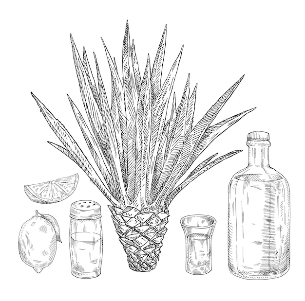 Vetro e bottiglia di tequila Salt shaker lime cactus agave blu Schizzo disegnato a mano da cova