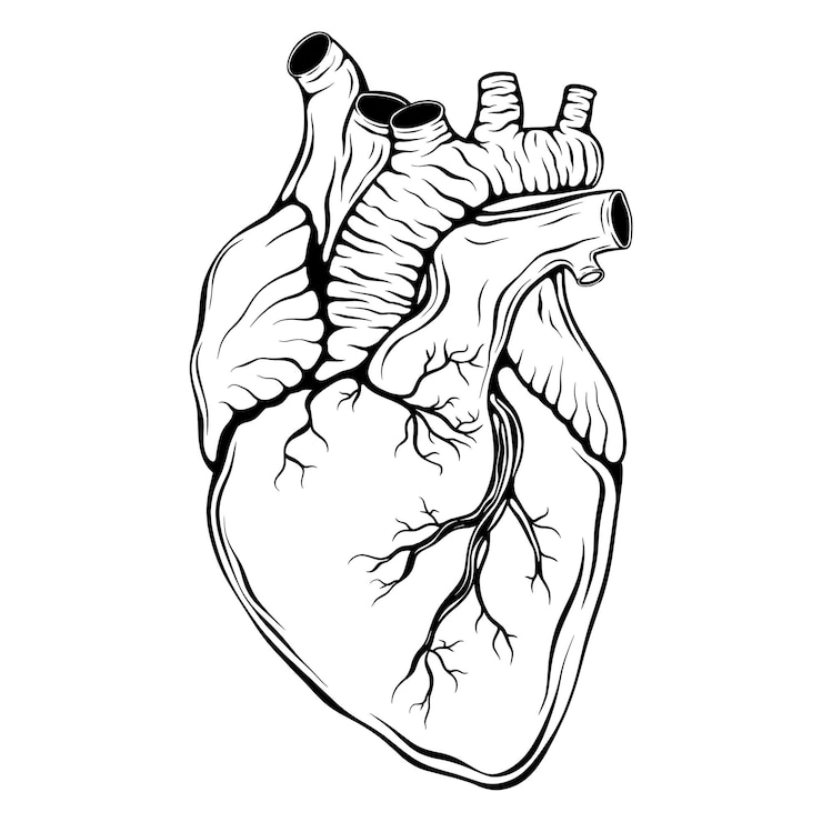 Vettore vettore artistico realistico della linea del cuore umano malattie cardiache problemi di salute attacco cardiaco amore romantico