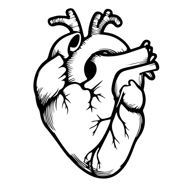 Vettore vettore del cuore