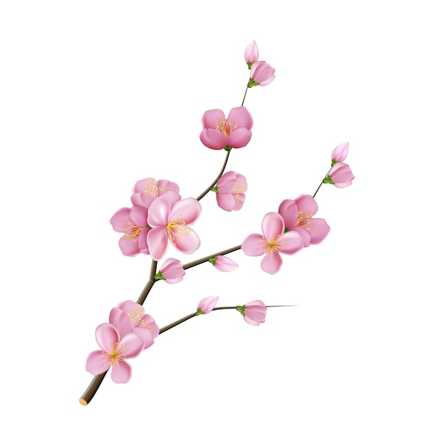 Vettore del fiore del ramo del fiore di Sakura