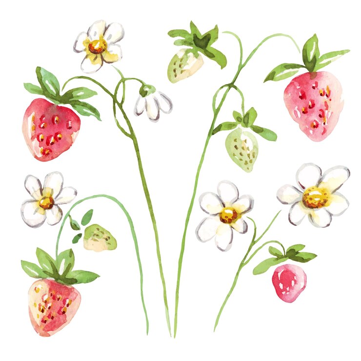 Vettore della fragola dell'acquerello