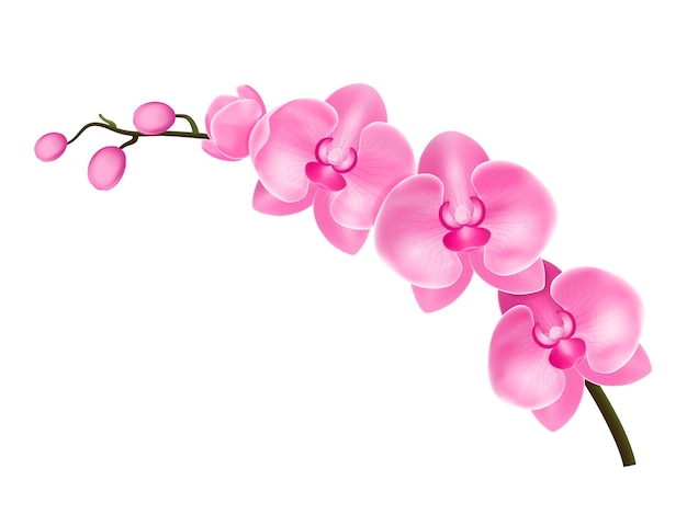 Vettore dettagliato realistico dell'orchidea del fiore 3d