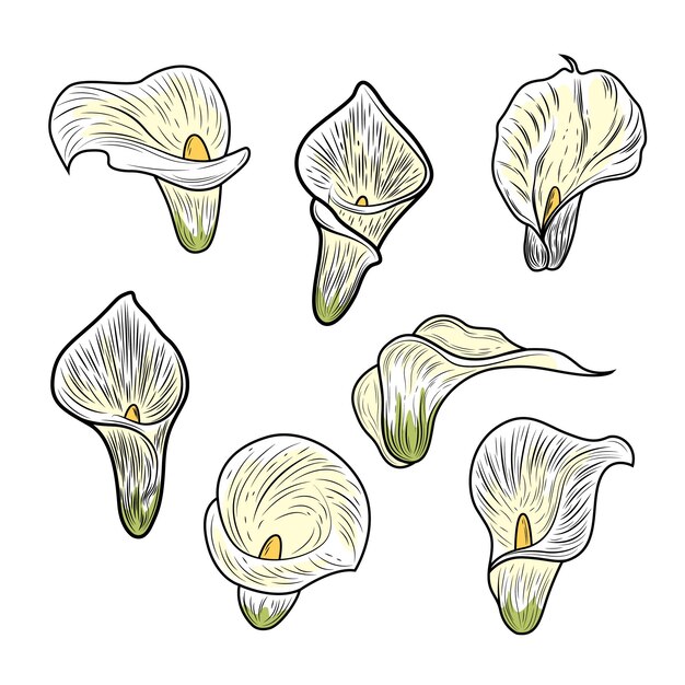 Vettore di illustrazione grafica del fiore di Callas