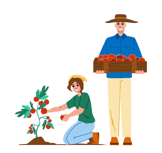 Vettore di raccolta dei pomodori