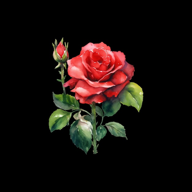 vettore di rosa rossa dell'acquerello isolato sul nero