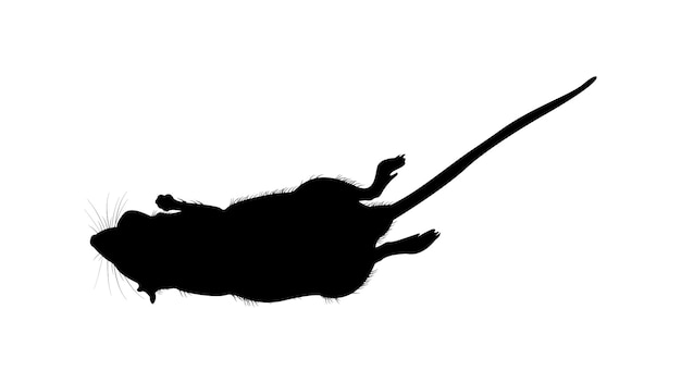 Vettore di silhouette di ratto nero morto