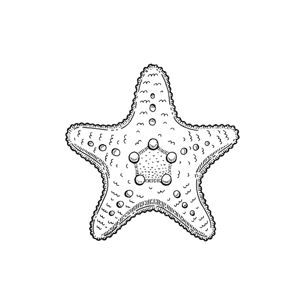 Vettore di stelle marine Disegno di mare di pesci stellati Illustrazione di stelle marine di schizzo Icona isolata Spiaggia nera art