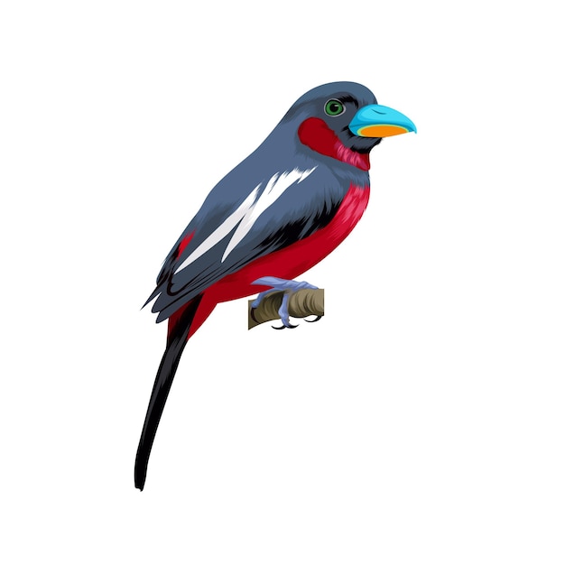 Vettore di uccello Broadbill nero e rosso