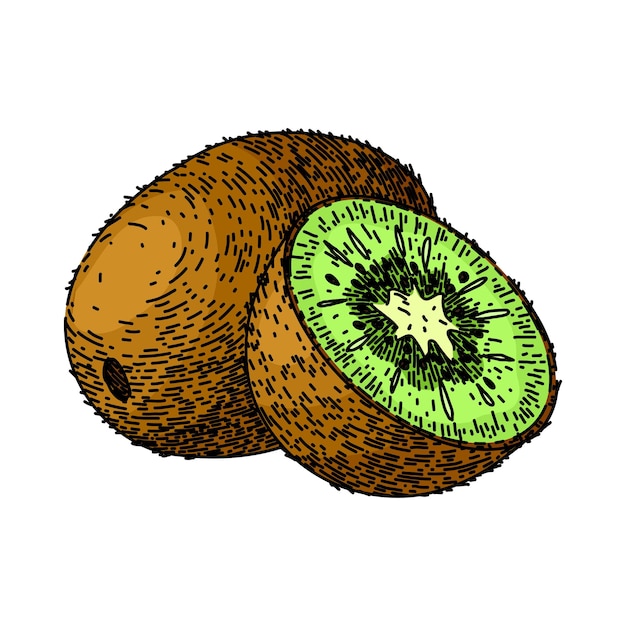 Vettore disegnato a mano di schizzo della frutta fresca del kiwi