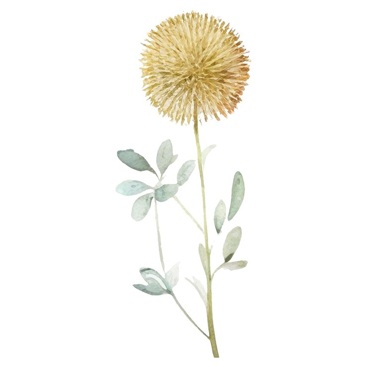 Vettore Fiore dipinto ad acquerello Elementi di disegno floreale disegnato a mano isolati su sfondo bianco