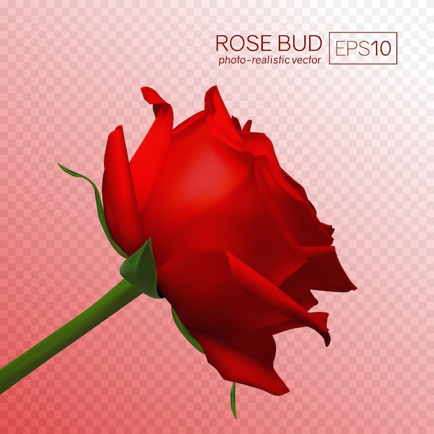Vettore realistico rosa su sfondo trasparente. Germoglio 3d di una rosa gialla.