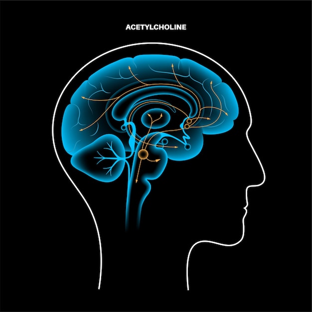 Via degli ormoni dell'acetilcolina nel cervello umano. Neuromodulatore e neurotrasmettitore